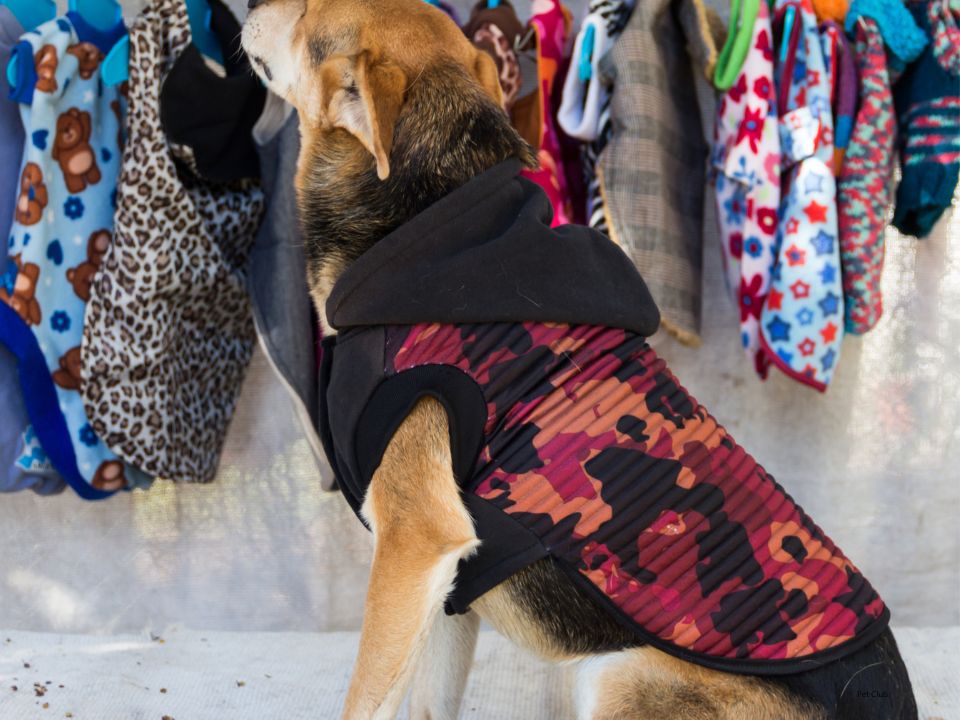Um pet usando roupinhas coloridas, demonstrando proteção e estilo em todas as estações.